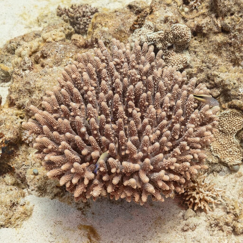 Coral (Acropora hemprichii), Ras Katy, Sharm el-Sheij, Egipto, 2022-03-26, DD 108