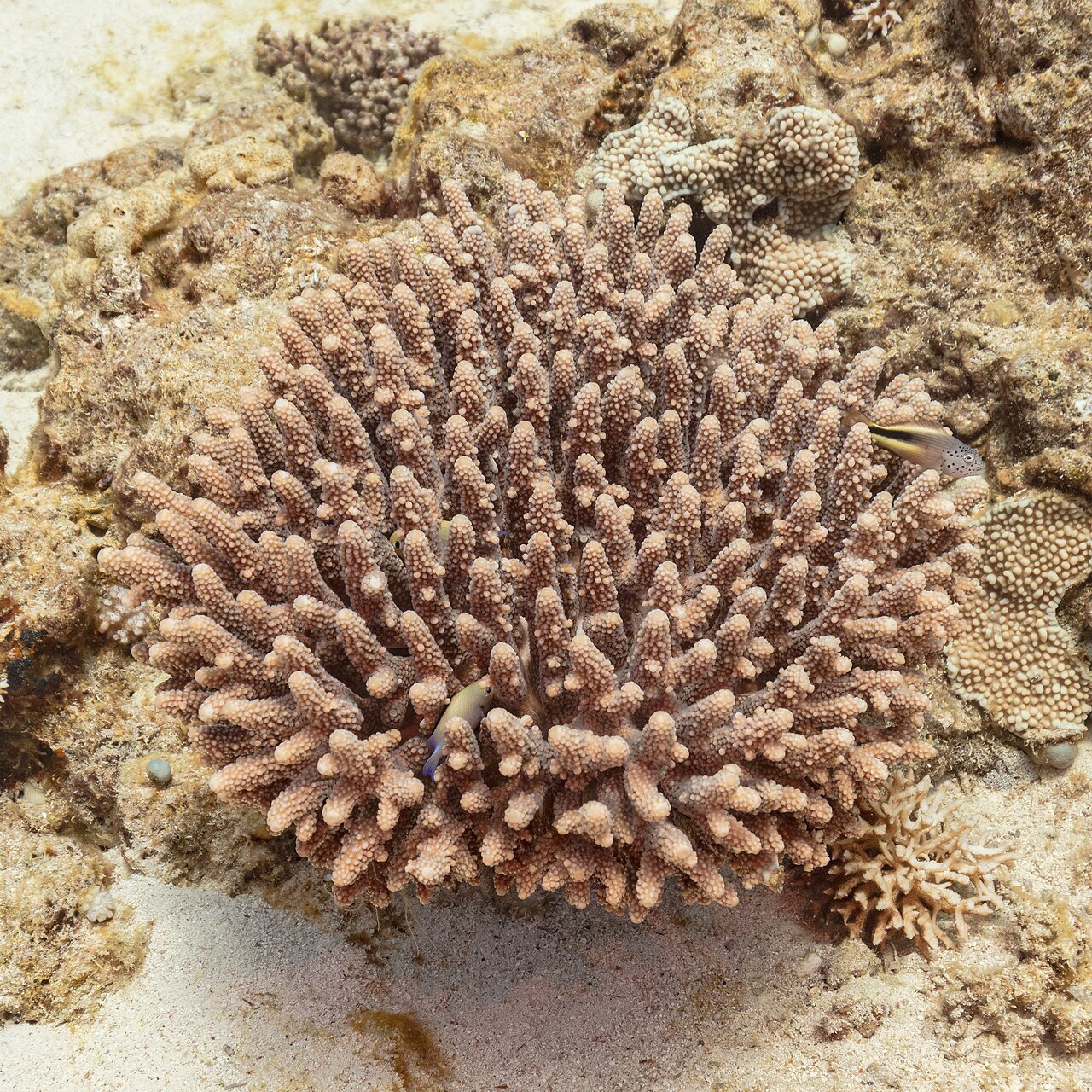 Coral (Acropora hemprichii), Ras Katy, Sharm el-Sheij, Egipto, 2022-03-26, DD 108