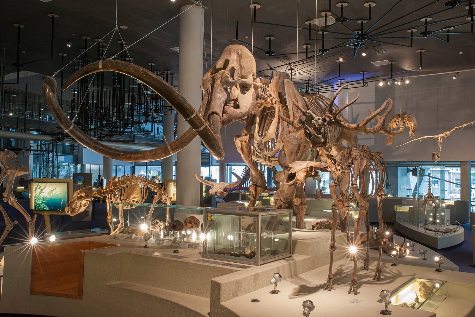 A woolly mammoth skeleton on museum display, representing the animals behind the Breitenbach mammoth hunting evidence