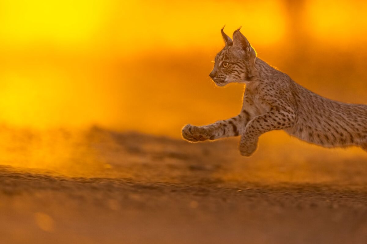 Iberian lynx population 2025 — an Iberian lynx leaping across scrubland in southern Spain