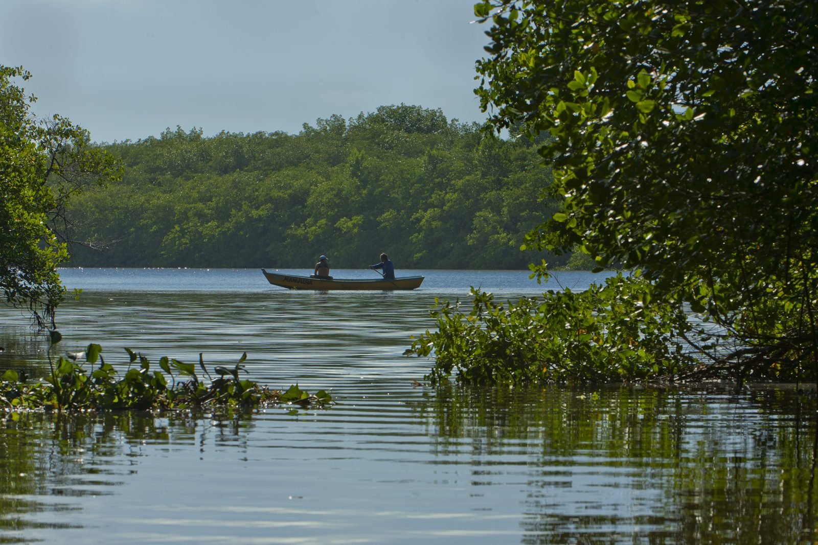 Mangrove trees along a river in Bahia, Brazil — blue carbon habitat illustrating how the ocean carbon sink weakened by 6 percent can be protected