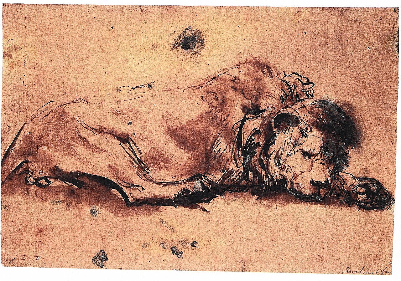 Rembrandt's Recumbent Lion drawing, the headline loan in the Rembrandt's Lions exhibition at the Morgan Library & Museum