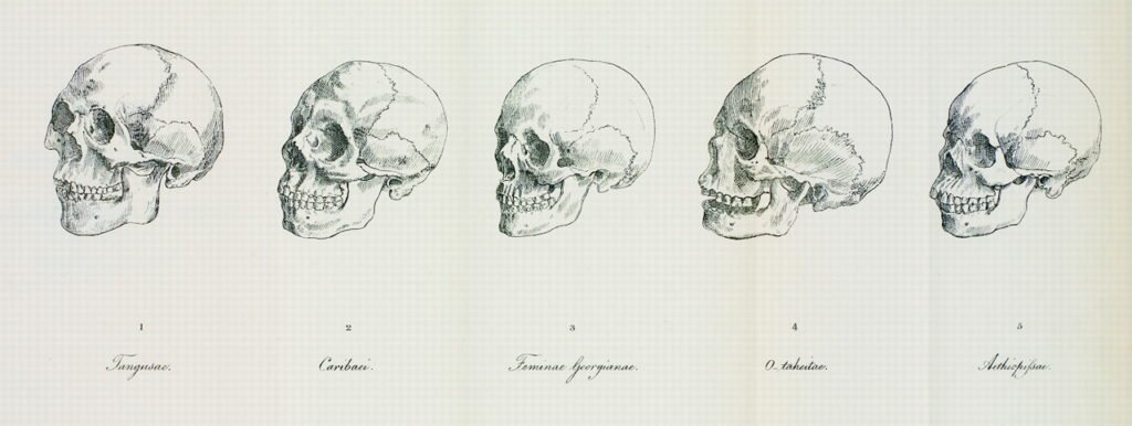 Plate II from Blumenbach's 1795 De generis humani varietate nativa: five skulls in profile presented as the type specimens of his five races