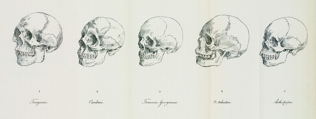 Plate II from Blumenbach's 1795 De generis humani varietate nativa: five skulls in profile presented as the type specimens of his five races
